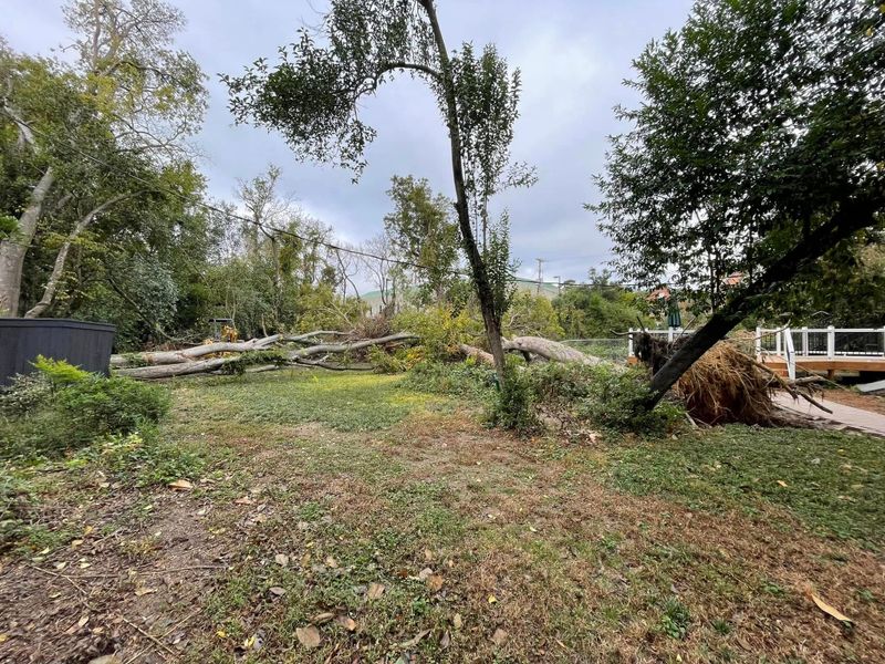 Tree Removal
