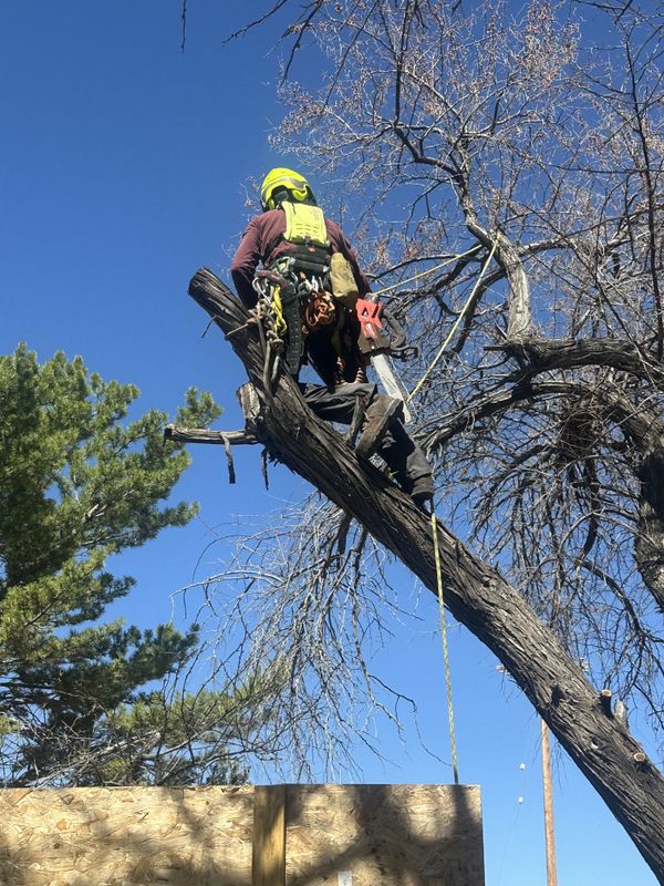 Tree Trimming