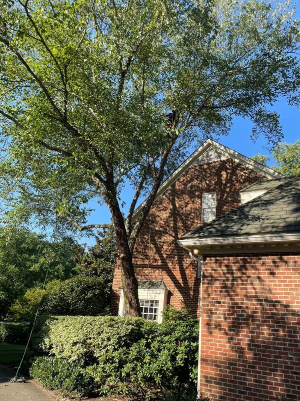 Tree Removal gallery