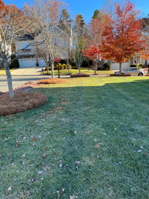 Pine Needle Installation