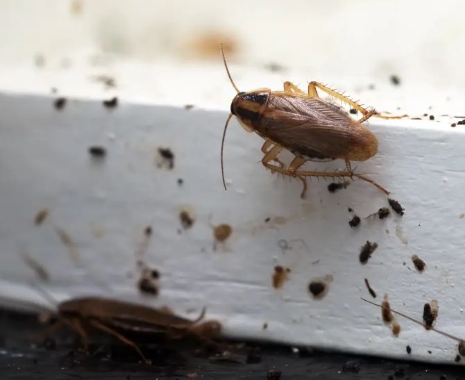 Cockroach Extermination
