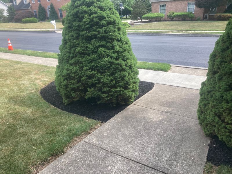 Tree & Shrub Care