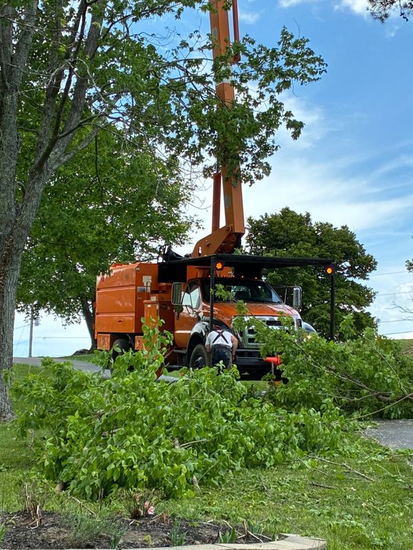 Tree Trimming