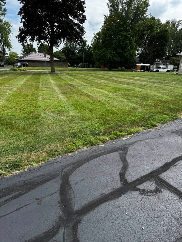 Tree and Shrub Care
