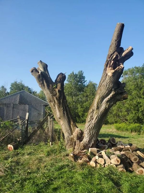 Tree Removal