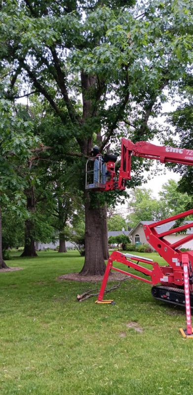 Tree Trimming