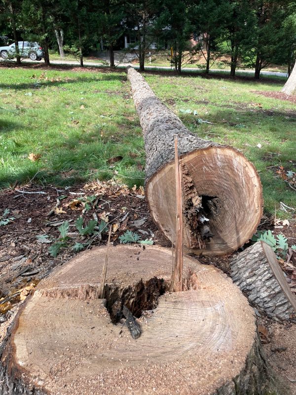 Tree Removal