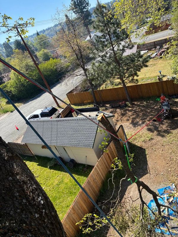 Large Oak Limb Removal Over a Deck — Mount Shasta, CA