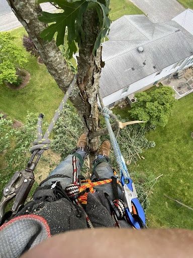 Tree Trimming