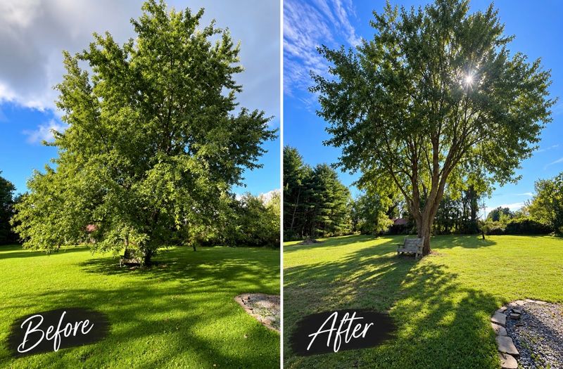 Tree Trimming