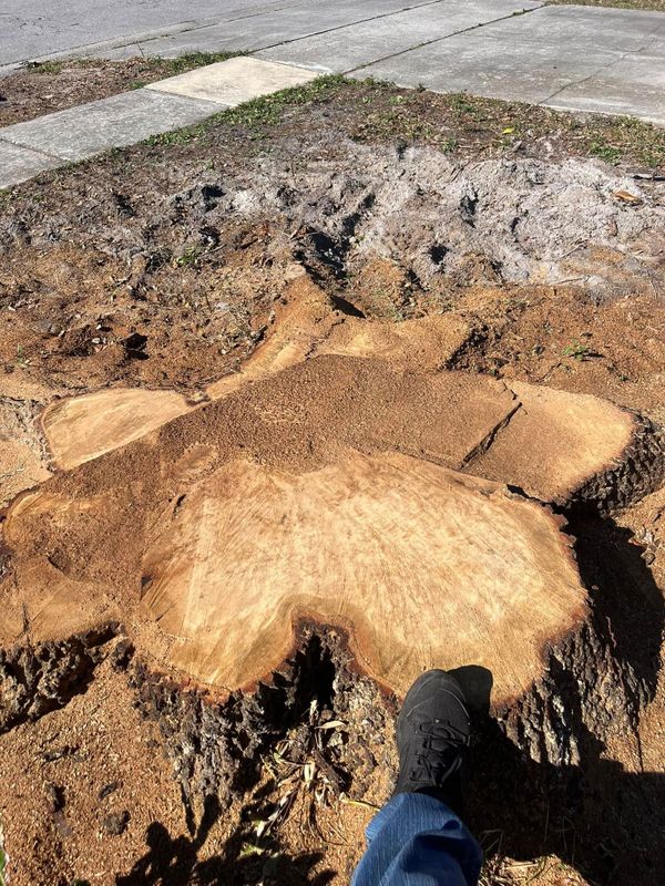 Tree Removal