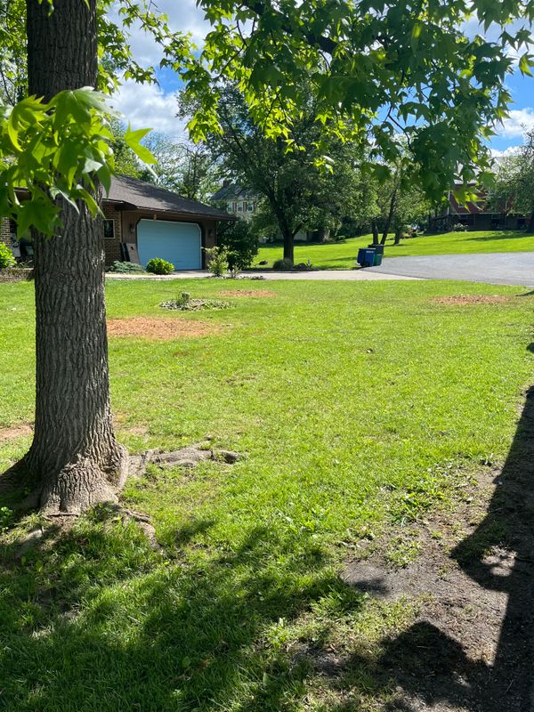 Tree Removal gallery