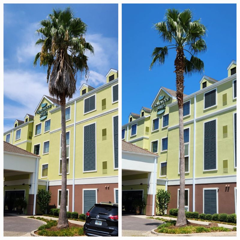 Tree Removal gallery