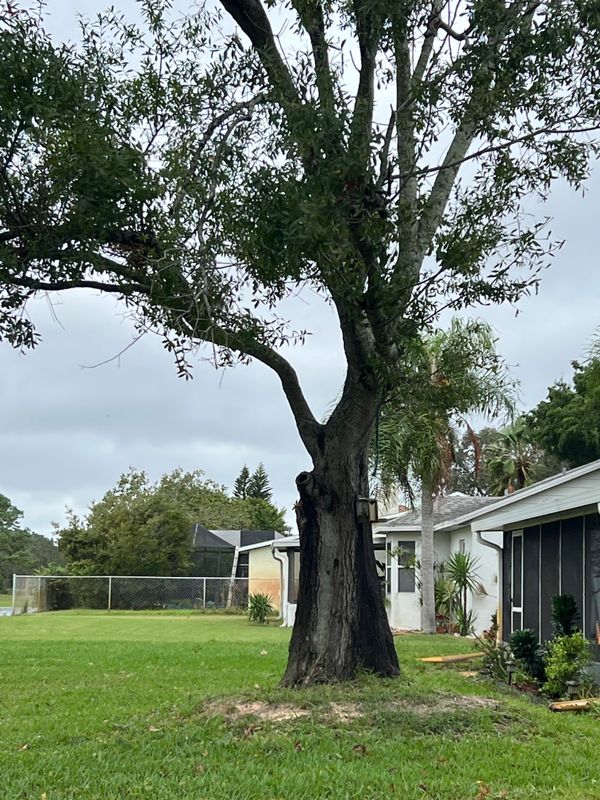 Tree Trimming