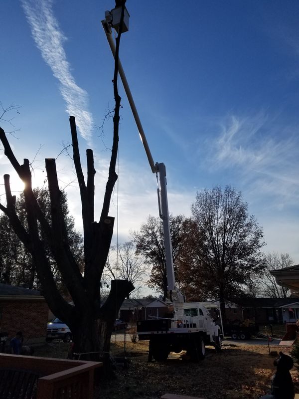 Tree Trimming and Pruning