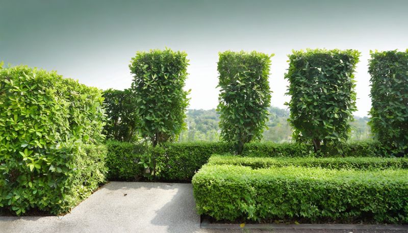 Shrub Trimming
