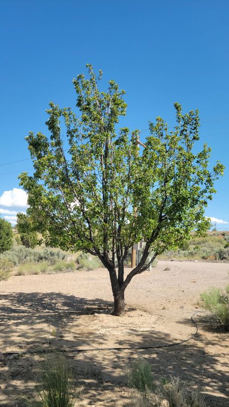 Tree Trimming