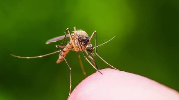 Mosquito Control