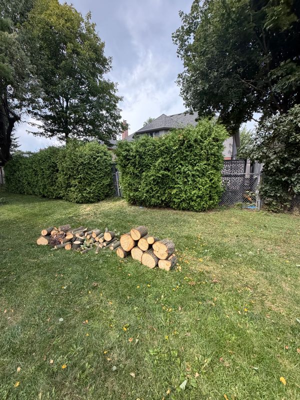 Tree Removal