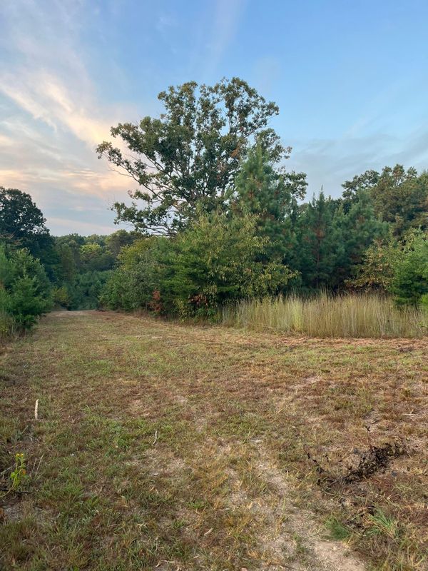 Brush cutting/clearing