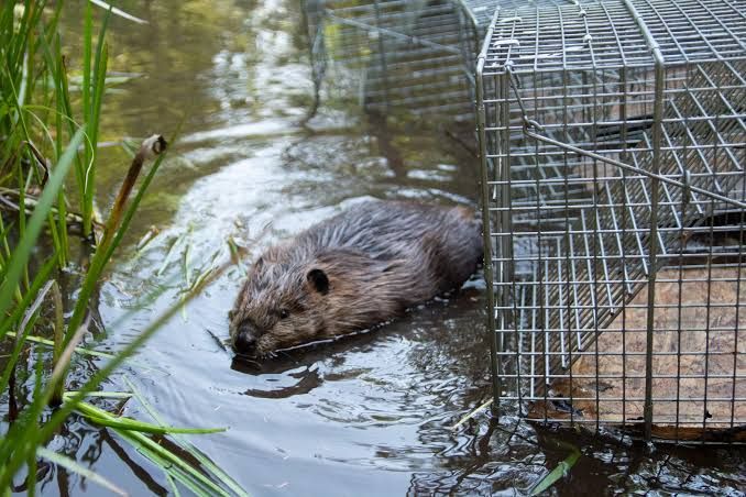 Beaver Removal