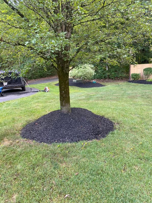 Tree and Shrub Care
