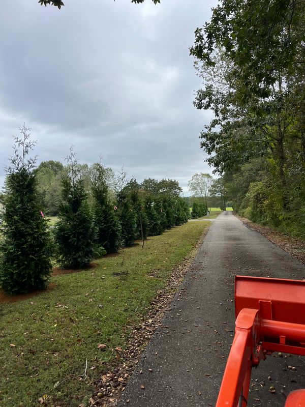Tree and Shrub Installation