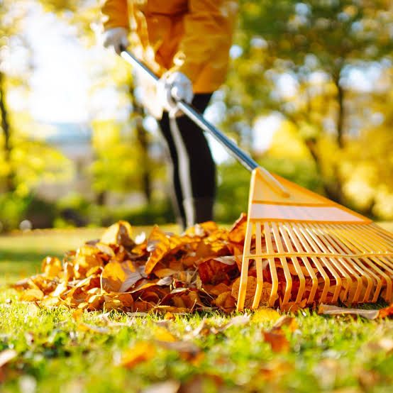 Leaf Removal