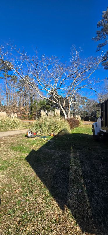 Tree Removal