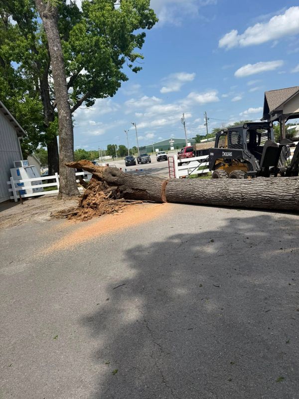 Tree Removal