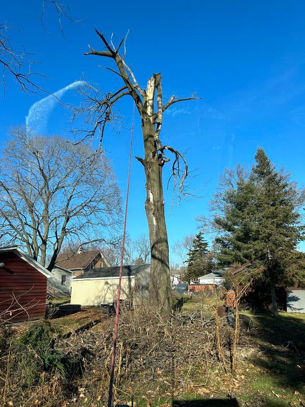 Tree Removal gallery