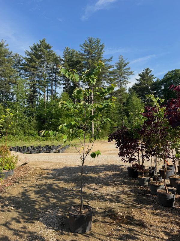 Trees