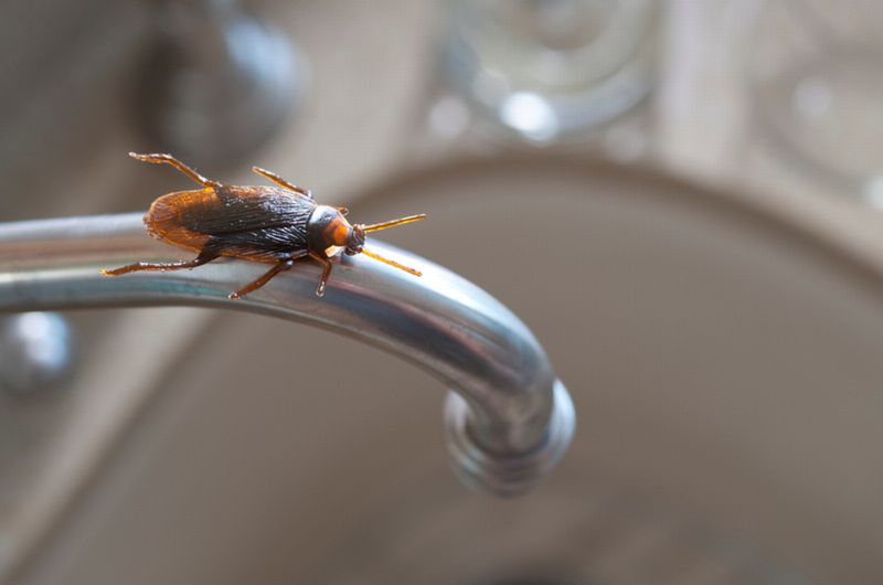 Cockroach Extermination