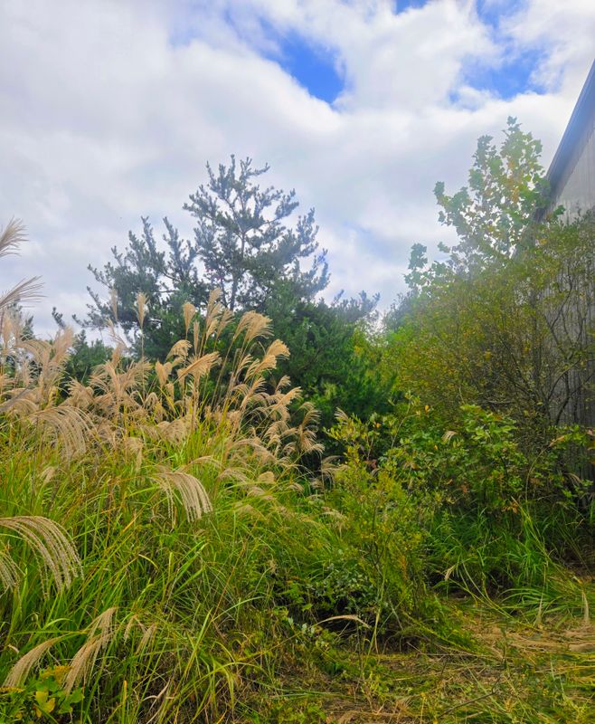 Clean ups and invasive plant management 