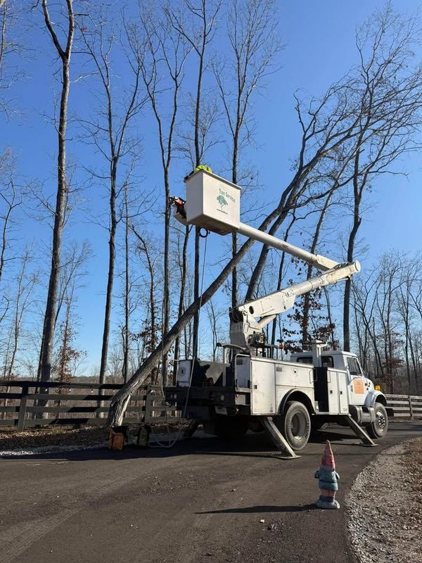 Tree Trimming