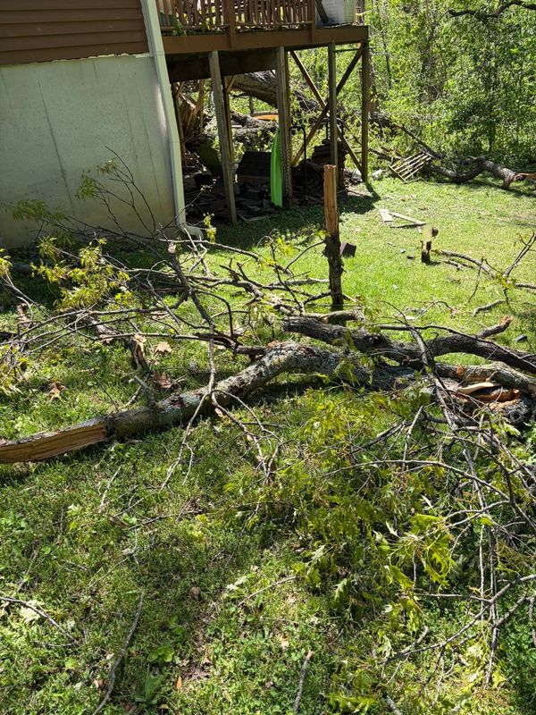 Tree Removal