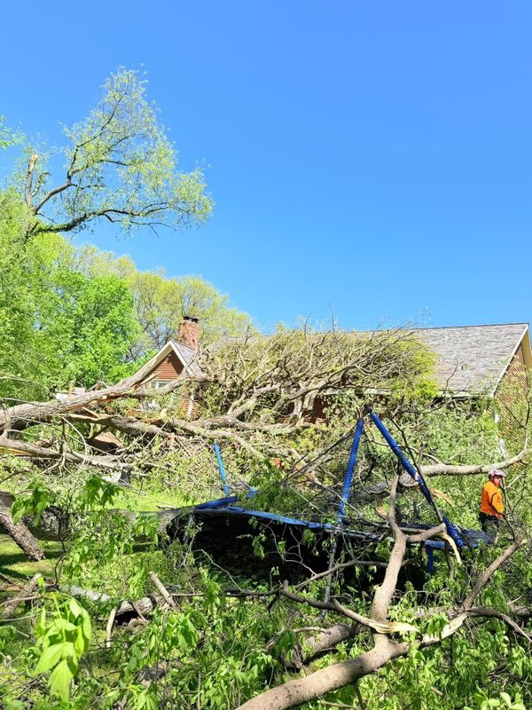 Tree Removal