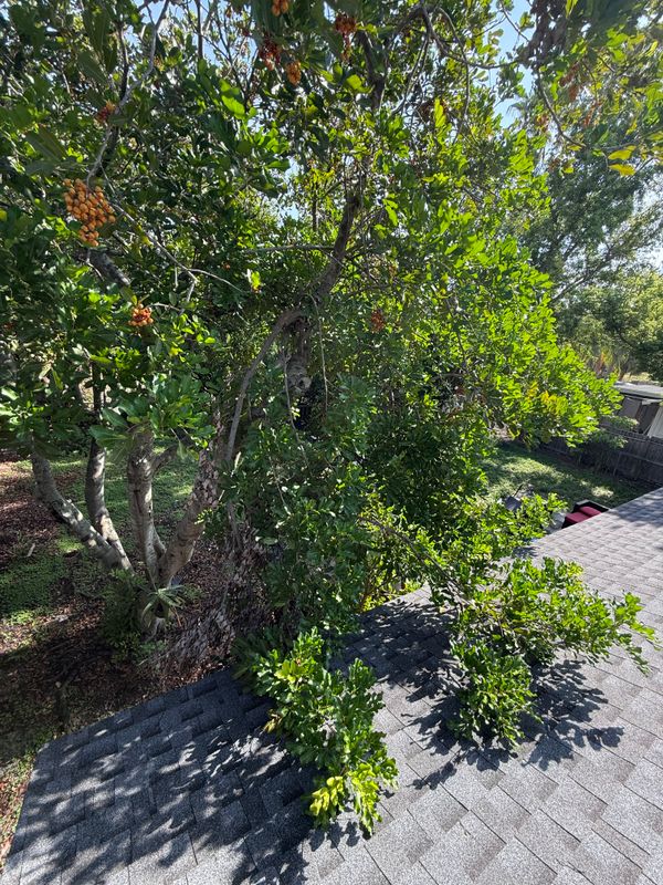 Palm Pruning