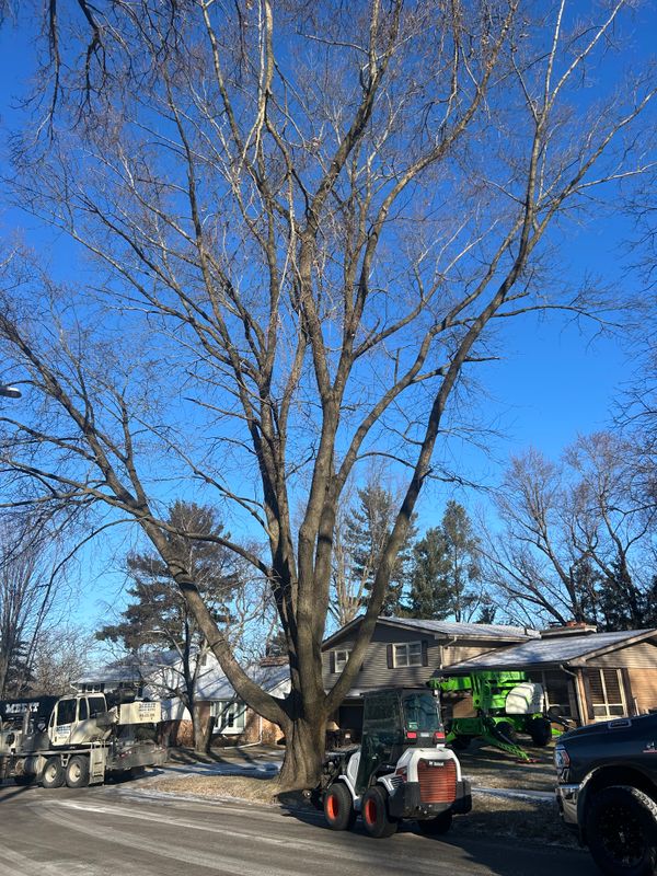 Precision Maple Removal in Freeport: Protecting Sewer Systems with Fransen's Tree Service