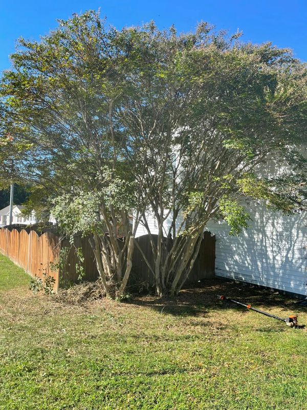 Tree Removal gallery