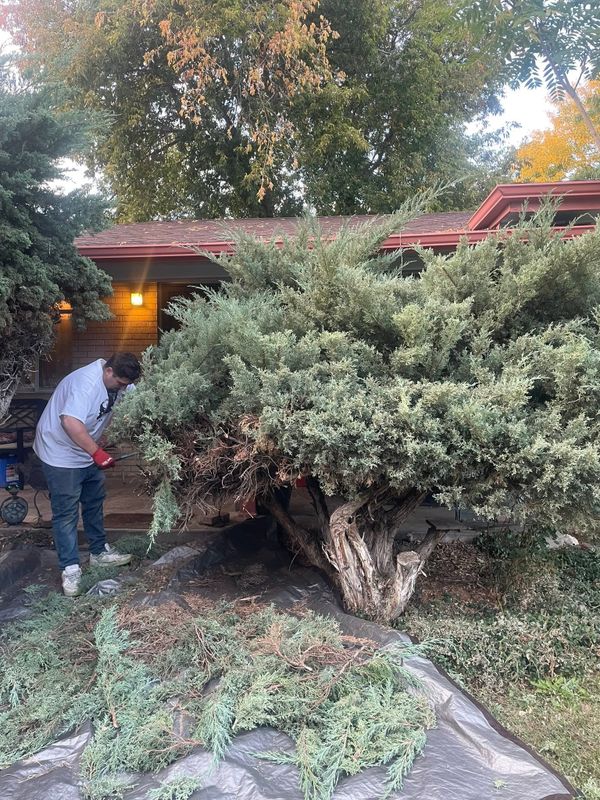 Tree & Shrub Care