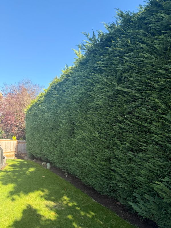 Shrub Trimming