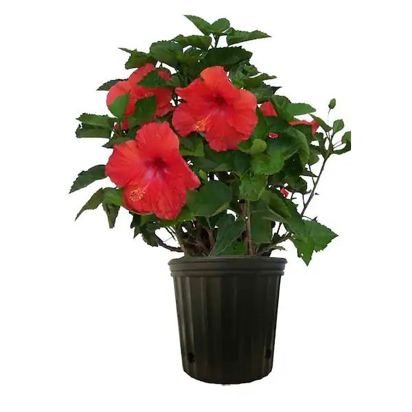 Plant and tree list