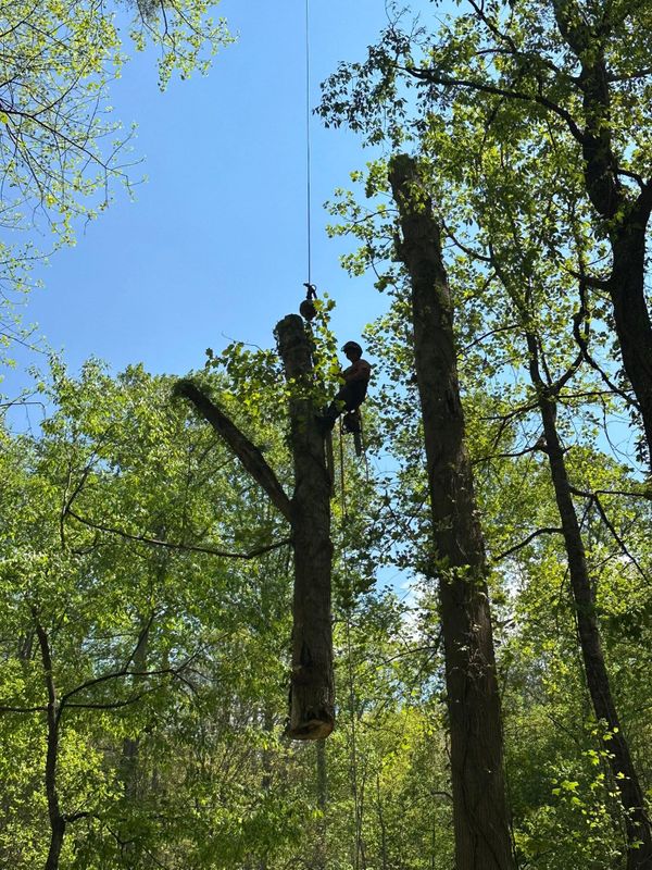 Tree Services