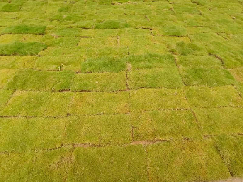Lawn Mowing