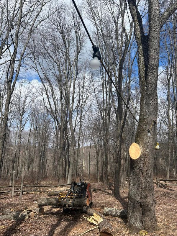 Tree Trimming