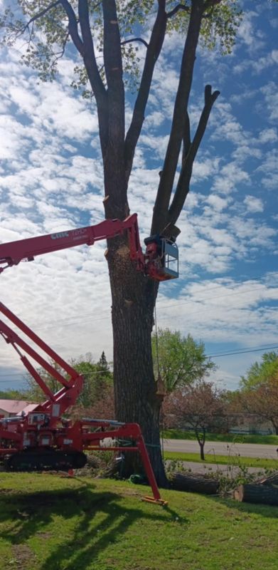 Tree Trimming