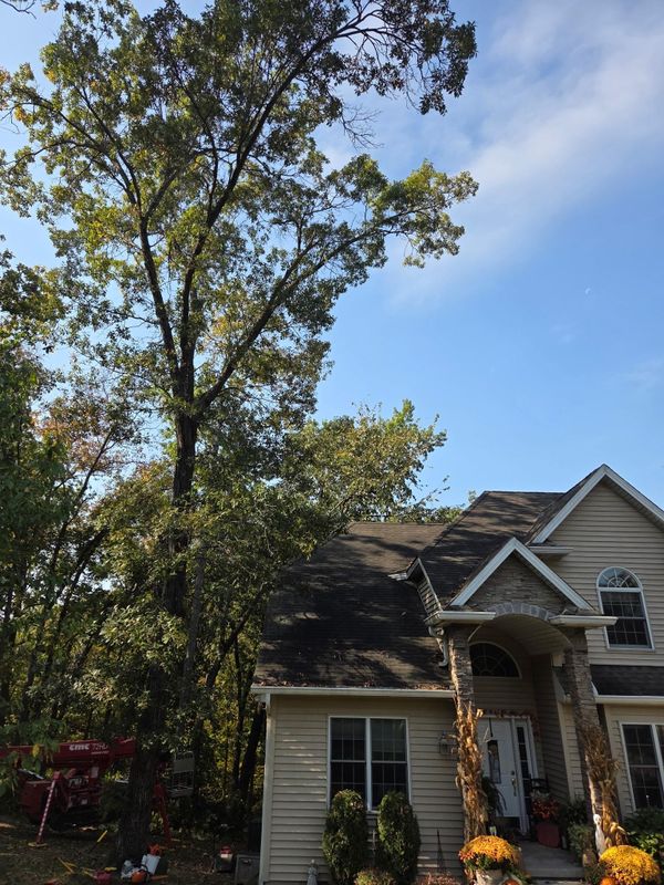 Tree Trimming