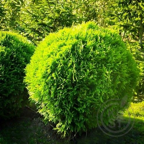Shrub Trimming