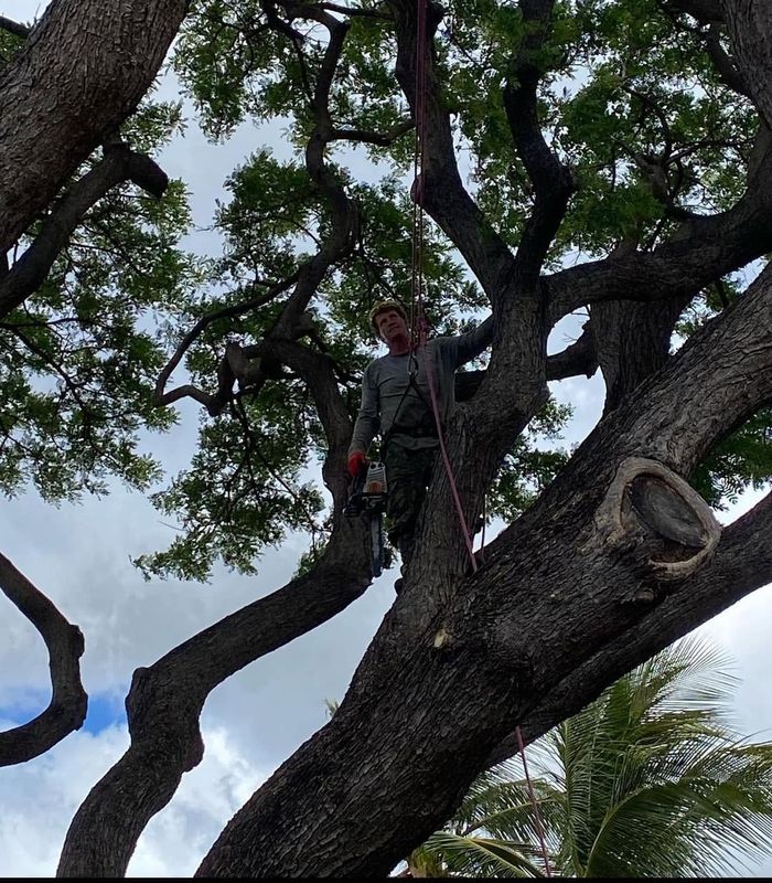 Tree Health Assessment